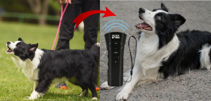 Hush Bark Collar Review: SmartBark Features, Safety, and Fit